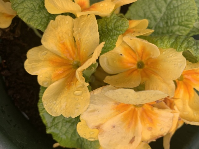 Flowers in the rain - Sandra