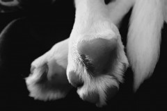 Paws - Emma Jane