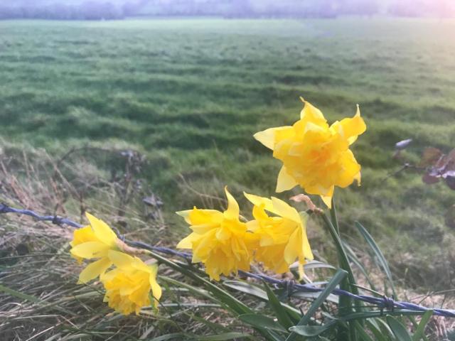 Daffodils blowing in the wind - Kate F.