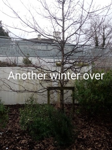 Another Winter over - Ray