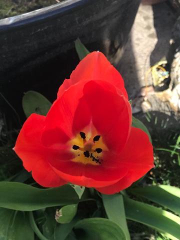 Tulip in Bloom - Kate F.