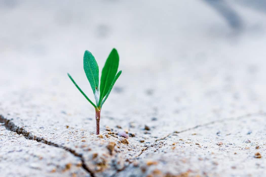 small tree growing